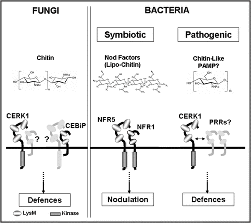 Figure 2 Schematic representation of microbial perception and signalling through LysM receptor kinases in plants. Plants sense fungi by recognition of chitin oligomers released from fungal cell walls through the LysM receptor proteins CERK1 and CEBiP in Arabidopsis and rice, respectively. The lack of an intracellular signaling domain in the CEBiP protein suggests that the receptor may associate with another protein such as a receptor kinase to transduce the signal. Chitin perception show many similarities with recognition of symbiotic bacteria in leguminous plants. CERK1 is homologous to the legume Nod factor receptors NFR1 and NFR5 mediating perception and signalling of lipo-chitin Nod factors, probably in a heterodimeric complex. The identification of CERK1 as a component required for bacterial immunity suggests that pathogenic bacteria also contain similar chitin-like PAMPs.