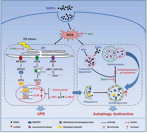 Figure 8. Schematic illustration of the proposed molecular mechanism by which SiNPs induce autophagosome accumulation and aggravate autophagy dysfunction. SiNPs were endocytosed into L-02 cells and stimulated ROS generation. The internalized SiNPs triggered ER stress through the activation of the EIF2AK3 and ATF6 pathways but not the ERN1-XBP1 pathway, along with the upregulation of ATF4 and DDIT3. Then, the 2 factors were translocated to the nucleus and increased the transcriptional expressions of 2 key autophagic genes LC3B and ATG12, contributing to autophagosome formation. Previous study has shown that the internalized SiNPs impaired the lysosomes and inhibited the degradation of the autophagosomes. Therefore, SiNPs induce the autophagosome accumulation and aggravate the autophagy dysfunction.