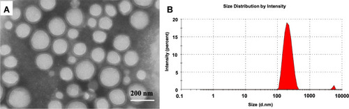 Figure 2 (A) Transmission electron micrograph showing cordycepin-loaded PLGA nanoparticles (CPNPs) of C3 formulation and (B) Histogram showing the size distribution of CPNPs in the formulation.