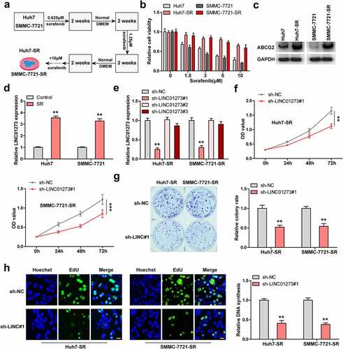 Figure 2. Knockdown of LINC01273 reduces sorafenib resistance. A. The flowchart of constructing sorafenib resistant cell lines. B. CCK-8 testing cell viability of the indicated cells after treatment with different concentrations of sorafenib. C. Western blot testing the level of ABCG2 expression in the indicated cells. D. qRT-PCR assay analyzing the expression of LINC01273 in sorafenib resistant cell lines. E. qRT-PCR verifying the silence efficiency of these shRNAs. F-H. CCK-8, colony formation and EdU assays detecting cell viability, colony and DNA synthesis rate in LINC01273-silenced sorafenib resistant cell lines. Scale bar = 50 μM, **P < 0.01.