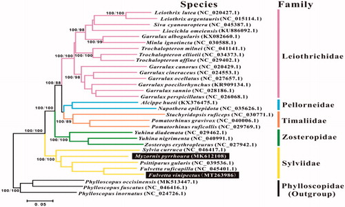 Figure 1. The phylogenetic tree based on combined protein-coding gene sequences of F. vinipectus and M. pyrrhoura and 26 relative species. The numbers following the species names are GenBank accession numbers. Numbers at a node refer to maximum parsimony (BP, left) and Bayesian posterior probability (BPP, right).