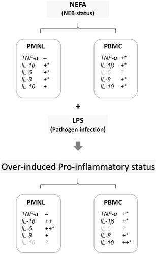 Figure 3. Summary of findings suggesting effects of NEFA and LPS on inflammatory cytokine expression in bovine PBMCs and PMNLs. Under NEB, NEFA induces inflammatory cytokine expression, and when combined with exposure to a pathogen (e.g. LPS), the expression levels of these inflammatory cytokines are further increased, resulting in excessive inflammatory response. +, induction by NEFA treatment; ++, synergistic induction by NEFA and LPS combination treatment; –, suppression by NEFA treatment; *, dose-dependent induction by NEFA treatment. Grey font, no significant induction or suppression identified. NEFA: Nonesterified fatty acids; LPS: Lipopolysaccharides; PBMC(s): Peripheral blood mononuclear cell(s); PMNL(s): Polymorphonuclear leukocyte(s); NEB: Negative energy balance; TNF-α: Tumor necrosis factor-α; IL-1β: Interleukin-1β; IL-6: Interleukin-6;IL-8: Interleukin-8; IL-10: Interleukin-10.