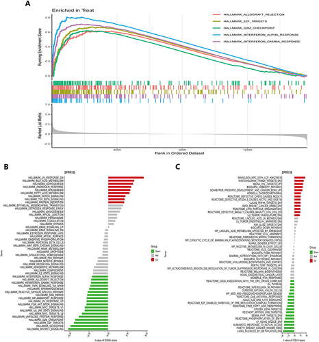 Figure 9 GSEA and GSVA reveal enriched hallmark pathways in psoriasis. (A) GSEA pinpoints the top five pathways that are considerably enriched in psoriasis skin lesion samples; (B and C) The lollipop plot displays the enriched hallmark pathways and curated pathways in the psoriasis group, as determined by GSVA. GSEA is an abbreviation for gene set enrichment analysis, whereas GSVA is an abbreviation for gene set variation analysis.