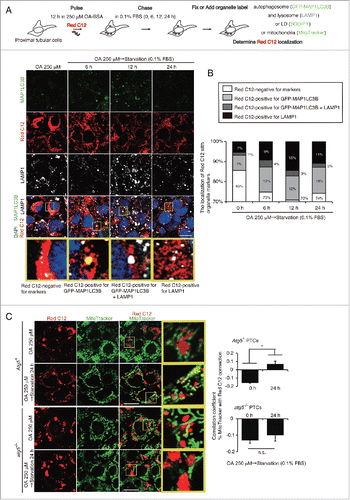 Figure 4. Lipophagy mobilizes FAs from LDs to mitochondria during starvation in vitro. FA mobilization following lipophagy in starved cultured PTCs was investigated by a pulse-chase assay using Red C12, fluorescent FA analog. (A) Schematic representation of the pulse-chase assay. PTCs stably expressing GFP-MAP1LC3B were supplied with 250 μM OA and 1 μM of Red C12 for 12 h, and chased with serum-limited medium (0.1% FBS) for the indicated periods of time and the subcellular localization of Red C12 was determined. Lysosomes were stained with LAMP1 (white) and counterstained with DAPI (blue) (n = 5 in each group). (B) A bar graph of Red C12 localization is shown. The following groups of Red C12 are expressed as percentage of total Red C12 area for each condition: Red C12 negative for GFP-MAP1LC3B and LAMP1, Red C12 positive for GFP-MAP1LC3B or LAMP1, and Red C12 positive for both GFP-MAP1LC3B and LAMP1. (C) OA- and Red C12-treated autophagy-competent or -deficient PTCs with or without 24 h of starvation with serum-limited medium (0.1% FBS) were stained with MitoTracker Green FM (n = 5 in each group). Colocalization of Red C12 and mitochondria was assessed by the Pearson correlation. Bars: 10 μm. All images are representative of multiple experiments. Data are provided as mean ± SE. Statistically significant differences (*P < 0.05) are indicated. n.s., not significant. Atg5+, autophagy-competent PTC; atg5−/−, autophagy-deficient PTC.