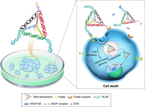 Scheme 1 Compositions of multifunctional DNA nanostructures and schematic illustration of combined biological effect and chemotherapy for colorectal cancer.Notes: SL2B binds to VEGF165 and inhibits colorectal cancer cells by interfering subsequent VEGF/Notch signaling pathways. DNA TD can enter the nucleus due to its small diameter. Folate interacts with its receptor and enhanced intracellular delivery of DNA nanostructures by receptor-mediated endocytosis. TD releases DOX in the cytoplasm and nucleus to inhibit cell proliferation. The combined therapy of SL2B and DOX ultimately caused enhanced cell death.Abbreviations: DOX, doxorubicin; TD, tetrahedron; VEGF, vascular endothelial growth factor.