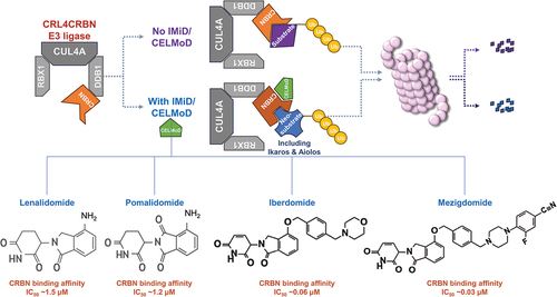 Figure 2. The cereblon substrate receptor on the CRL4CRBN E3 ligase is conformationally altered through IMiD/CELMoD binding from an open conformation (top) to a closed conformation (bottom), resulting in the complex ubiquitinating alternative substrates (‘neo-substrates’) such as ikaros and Aiolos for degradation by the proteasome. Cereblon binding affinities differ between the IMiDs and CELMoD agents [Citation25,Citation41].