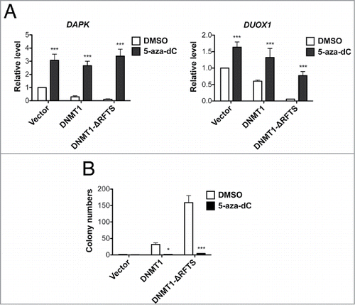 Figure 4. 5-aza-dC treatment reactivates TSG expression and suppresses DNMT1-dependent transformation. (A) mRNA levels of DAPK (left) and DUOX1 (right) were analyzed by RT-qPCR after 100nM 5-aza-dC treatment for 5 d and normalized to vector cells treated with DMSO. (B) Soft-agar colony formation after 5-aza-dC treatment. ***, p < 0.001 in comparison to the DMSO treated control.