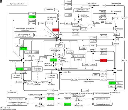 Figure S2 Maps of the three identified KEGG pathways.Notes: (A) PPAR signaling pathway; (B) pyruvate metabolism pathway; and (C) cell cycle pathway. In the maps, red chips represent up-regulated DEGs, while green chips represent down-regulated DEGs. Copyright © Kanehisa Laboratories. Reproduced with permission.Citation1Abbreviations: KEGG, Kyoto Encyclopedia of Genes and Genomes; DEGs, differentially expressed genes.