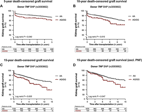 Figure 2 Kaplan–Meier curves for 5-year, 10-year, and 15-year death-censored graft survival after kidney transplantation according to the TNF rs3093662 polymorphism in the donor. Cumulative (A) 5-year, (B) 10-year, and (C) 15-year death-censored kidney graft survival according to the presence of the rs3093662 A>G polymorphism in the tumor necrosis factor-alpha gene (TNF) in the donor. Furthermore, Kaplan–Meier curves for 15-year death-censored graft survival after kidney transplantation were reanalyzed after excluding donor and recipient kidney transplant pairs with primary non-function (PNF) (D). The incidence of graft loss among the groups was compared using the Log rank test.