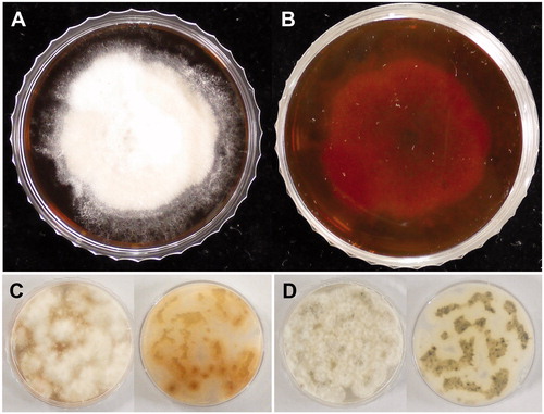 Figure 1. Morphological characteristics of Xylara grammica strain EL000614. (A) Two weeks-old colony on the upper side of PDA. (B) Dark red pigmentation on the reverse side of PDA. Four-day-old colony on the upper side (left) and the reverse side (right) of PDA under constant dark condition (C) and under constant light condition (D).