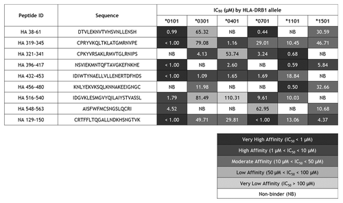 Figure 1. HLA DR binding affinities for immunoinformatic-predicted H1N1 influenza cross-conserved epitopes. Peptide identifiers and sequences are noted in the first and second columns, respectively. IC50 values in μM units were calculated from curves fitted to dose-dependence competition binding data for each peptide-HLA DR allele pair. Peptide binding affinity is shown according to the following classification: IC50 < 1 µM (black), 1 µM < IC50 < 10 µM (dark gray), 10 µM < IC50 < 50 µM (gray), 50 µM < IC50 < 100 µM (light gray), IC50 > 100 µM (lightest gray). IC50 values too high to accurately measure under binding conditions tested are considered non-binders (NB; shown in white cells).