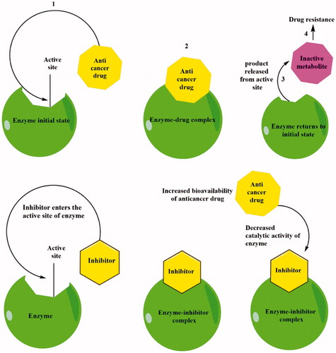 Figure 2. Mechanism of action of DMEs inhibitors.