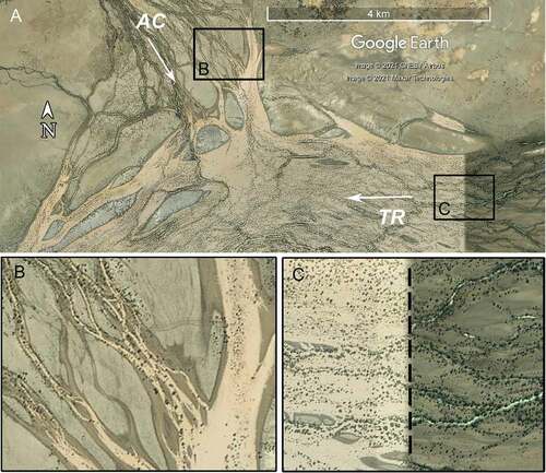 Figure 10. Flow stages in the confluence of two Vertic Downs valley macrochannels. (a) The Thomson River (TR) is carrying flow across the whole macrochannel: most of the floodplain and all channels and floodways are submerged. The tributary Acheron Creek (AC) is carrying only small in-channel flows, at least some of which are back-fill from the Thomson River. Flow direction is arrowed, boxes show locations of B and C. (b) Acheron Creek’s in-channel flow (top left) is hydraulically dammed by floodway back-filling from the Thomson River (right) (−23.82° 143.59°). (c) Composite satellite image captures the Thomson River at two stages: sub-bankful in-channel flow (right of dashed line), and fully inundated macrochannel (left) (−23.84 143.63).