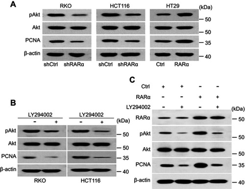 Figure 3 Knockdown of RARα inhibits Akt signaling. (A) Western blotting to measure the amount of protein pAkt and PCNA in CRC cells. (B) LY294002 treatment decreased the expression of PCNA in RKO and HCT116 lines. (C) Expression of PCNA and Akt in RKO line subjected to various treatments. LY294002, 20 μM.