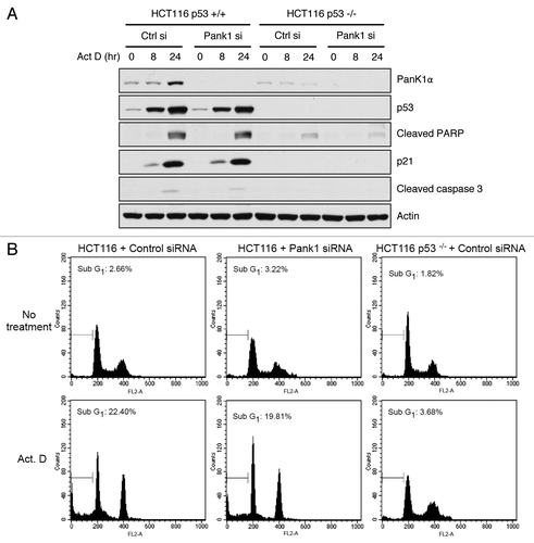 Figure 3. PanK1 is not required for DNA-damage-induced apoptosis. (A) HCT116 p53+/+ and p53−/− cells were transfected with control or PanK1 siRNA for 36 h and were subsequently treated with 10 nM Actinomycin D for 0, 8 or 24 h. Total cell extracts were assayed for PanK1, p53, p21, cleaved PARP, cleaved caspase 3 and actin. (B) HCT116 p53+/+ and p53−/− cells were transfected with control or PanK1 siRNA for 36 h and then treated with 10 nM Actinomycin D for 36 h. The cells were harvested, fixed with ice-cold methanol and analyzed by flow cytometry. Cells with sub-G1 DNA content were scored as apoptotic cells.