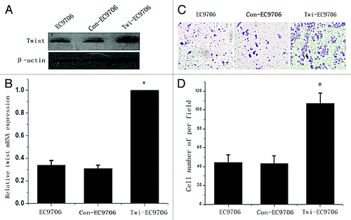 Figure 4. Enhancing the invasion ability of EC9706 cells by the upregulation of twist expression. (A) western blot and (B) real time PCR analysis of twist expression in twist overexpression plasmid transfected EC9706 cells and controls. (C) Transwell assays for twist overexpressing EC9706 cells and controls. A representative of each one is shown. (D) The mean values of three times was presented. *Statistical significance (p < 0.05, Twi-EC9706 vs. EC9706 or Con- EC9706 cells).
