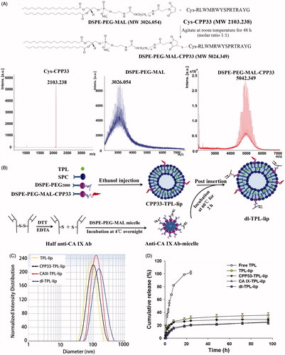 Figure 1. (A) Synthesis of DSPE-PEG-MAL-CPP33 conjugate, MALDI-TOF-MS spectra of CPP33, DSPE-PEGMAL, and DSPE-PEG-MAL-CPP33 conjugate; (B) Illustration of the preparation of dl-TPL-lip; (C) Size distribution of different TPL liposomal formulations; (D) TPL release profiles of free TPL, TPL-lip, CPP33-TPLlip, CA IX-TPL-lip, and dl-TPL-lip in PBS (pH 7.4) over 96 h (n = 3, mean ± SD).