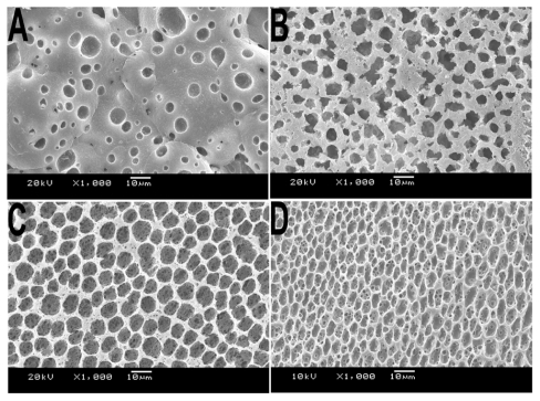Figure 2 SEM of morphology of PLA film prepared via different methods. A) Volatilization naturally; film prepared via SNS phase separation at the concentration of B) 5%, C) 10%, and D) 15%. All samples were prepared at room temperature without air.Abbreviations: PLA, poly(d,l-lactic acid); SEM, scanning electron microscope; SNS, solvent–nonsolvent.