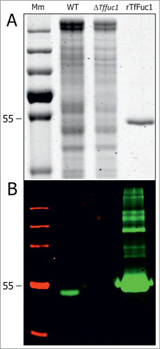 Figure 1. SDS PAGE (A) and Western immunoblot (B) of total cell extracts from T. forsythia WT (lane 2) and ΔTffuc1 strains (lane 3) and of the His6-tagged rTfFuc1 as purified from E. coli (lane 4), used for activity studies and to raise a polyclonal anti-TfFuc1 antiserum. Western immunoblotting using the anti-TfFuc1 antiserum recognized the protein (∼51 kDa) specifically in the WT strain (lane 2) and indicated absence of the protein in the ΔTffuc1 strain (lane 3), proving that the enzyme was effectively knocked-out. In the preparation of rTfFuc 1 (B, lane 4), the polyclonal antiserum recognizes also minor contaminating E. coli proteins not visible on the SDS-PAGE gel (A, lane 4). Mm; PageRuler Plus prestained protein ladder (Thermo Scientific).
