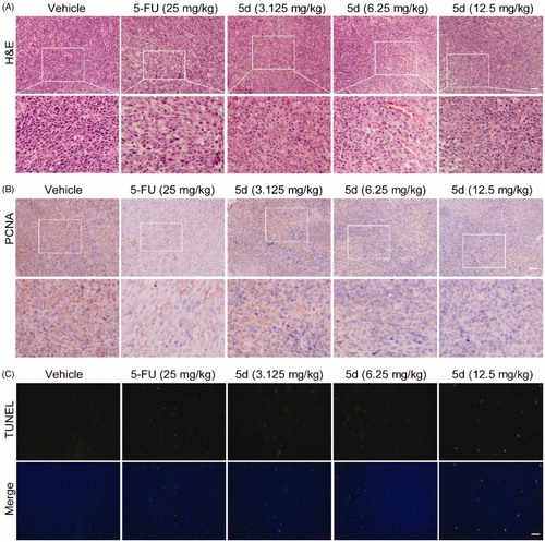 Figure 9. Compound 5d dose-dependently reduced tumour cells and induced apoptosis in mice. The tumour tissues were infused in formaldehyde solution for paraffin section. (A) H&E staining of tumour tissue. (B) Expression of PCNA. (C) TUNEL staining of tumour sections. Scale bar: 50 μm.