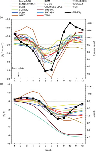 Fig. 2 Average seasonality of net ecosystem production estimated by 15 MsTMIP models and atmospheric CO2 concentration. Global-mean atmospheric CO2 data from 1984 to 2010 were obtained from the World Data Center for Greenhouse Gases (URL: http://ds.data.jma.go.jp/gmd/wdcgg/wdcgg.html). Model results of SG3 or BG1 (if available) for the same period were used. (a) Monthly net ecosystem production (positive for net sink) compared to monthly atmospheric CO2 concentration change [i.e. Δ(CO2)/Δt]. For both terrestrial fluxes and atmospheric CO2, anomalies from the annual mean values are shown. (b) Cumulative net ecosystem production compared with seasonal changes in atmospheric CO2 concentrations.