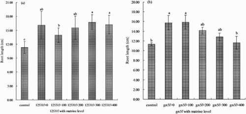 Figure 4. Effect of matrine added into fluorescent tagged rhizobia (12531f and gn5f) on alfalfa seedling root length. (a) matrine added into 12531f; (b) matrine added into gn5f. control: inoculated with sterile distilled water, 12531f + 0 to 12531f + 400: 0 mg L−1 to 400 mg L−1 matrine added into 12531f, gn5f + 0 to gn5f + 400: 0 mg L−1 to 400 mg L−1 matrine added into gn5f, respectively. Each value is the mean of five replicates and vertical bars give standard errors (SE) of the means. Different lowercase letters indicating that the mean are statistically different according to the Duncan test (P  <  0.05).