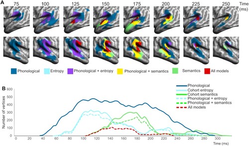 Figure 3. Spatial and temporal overlap of significant vertex-wise RSA model fit across models. (A) Spatial overlap of different model fits over the test epoch in core temporo-parietal regions, shown for data points spaced at 25 ms intervals. (B) Temporal distribution of vertices (sampled at 4 ms intervals) showing different types of model fit, including (i) overall model fit (unbroken lines) for phonology (dark blue), entropy (cyan) and semantics (green), (ii) vertices showing significant model fit to both entropy and phonetics (broken cyan line), (iii) vertices showing model fit to both semantics and phonetics (broken green line) and (iv) vertices showing fit to all three models at the same time (broken red line).