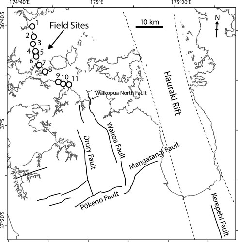 Figure 2. Locations of key field sites examined in this study, representing a cumulative length of ∼26 km along the eastern coast of Tāmaki Makaurau-Auckland. Also annotated are the traces of identified active faults (i.e. Seebeck et al. Citation2023) to the south and southeast of Tāmaki Makaurau-Auckland, which exhibit the ENE- and NNW-trending fault block pattern characteristic of the region. Dashed lines represent the approximated boundary of the faulted depression of the NNW-trending Hauraki Rift. Labelled field sites include: (1) Long Bay, (2) Torbay, (3) Browns Bay, (4) Campbells Bay, (5) Castor Bay, (6) Milford, (7) Takapuna, (8) Narrowneck, (9) St Helliers, (10) Glendowie, and (11) Musick Point.