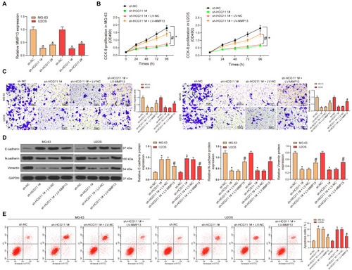 Figure 5 LncRNA HCG11-miR-579-MMP13 axis regulates OS progression. MG-63 and U2OS cells were transfected with sh-NC, sh-lncRNA NEAT1 1#, sh-lncRNA NEAT1 1# + LV-NC or sh-lncRNA NEAT1 1# + LV-MMP13, respectively. (A) MMP13 mRNA expression in MG-63 and U2OS cells transfected with sh-HCG11 detected by RT-qPCR (the data were analyzed by one-way ANOVA, *p < 0.05 vs sh-NC). (B) proliferating cell number (the data were analyzed by two-way ANOVA, *p < 0.05 vs sh-NC, #p < 0.05 vs sh-HCG11 + LV-NC) were determined by CCK-8 assays. (C) migrated and invaded cell number determined by Transwell assay (the data were analyzed by one-way ANOVA, *p < 0.05 vs sh-NC, #p < 0.05 vs sh-HCG11 + LV-NC). (D) the expression of E-cadherin, N-cadherin and Vimentin detected by Western blot analysis (the data were analyzed by one-way ANOVA, *p < 0.05 vs sh-NC, #p < 0.05 vs sh-HCG11 + LV-NC). (E) cell apoptosis detected by flow cytometry (the data were analyzed by one-way ANOVA, *p < 0.05 vs sh-NC, #p < 0.05 vs sh-HCG11 + LV-NC). All data were generated from triplicate independent experiments and presented as the mean ± SD.