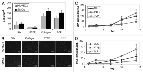 Figure 3 Characterization of vascular cell response to materials in vitro. (A) Endothelial and smooth muscle cell attachment after overnight incubation. (B) Images of HUVECs and SMCs on silk, collagen and PTFE films as well as tissue culture plastic (TCP) after overnight incubation. (C) Smooth muscle cell proliferation over two weeks. (D) Endothelial cell proliferation over a period of two weeks.