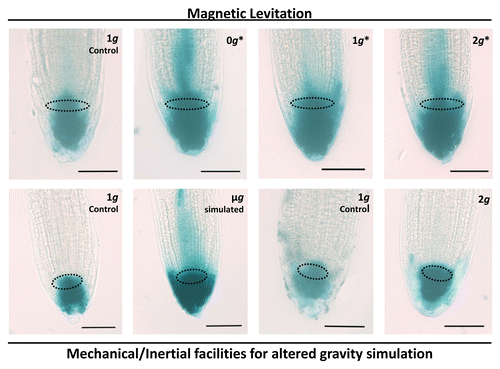 Figure 1. Auxin distribution in root tips revealed by GUS staining. The use of the reporter gene line DR5::GUS allowed the microscopical visualization of the auxin distribution. Whole mount preparation of roots were stained and observed by light microscopy. In the upper row, microscopical images of DR5::GUS-stained root meristems from seedlings grown for 4 d in the magnetic levitation facilities;Citation12 From left to right: samples from the 1g external control, 0g*, 1g*, and 2g* positions in the magnet. In the lower row, the same approach was used in experiments using mechanical/inertial facilities for altered gravity simulation. From left to right: samples from the 1g external control and samples grown under simulated microgravity in the Random Positioning Machine (RPM), followed by the 1g external control and samples grown under hypergravity (2g) in the long-diameter centrifuge (LDC).Citation13 The GUS staining shows the distribution of auxin in the root tip. The area limited by dotted lines in each image corresponds to the quiescent center. Two patterns of staining can be distinguished in the images: the first one comprises the quiescent center and the columella and can be found in images corresponding to 1g controls and in the 2g LDC-grown sample. The second pattern shows the same stained areas, but the staining extends to the whole root tip, including at least a part of the root meristem, with a faint extension toward the central cylinder of the root. These patterns have been described in the literature as corresponding, respectively, to normal and drug-inhibited polar auxin transport.Citation14 Bars indicate 50 µm.