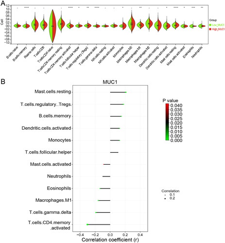 Figure 2. The immune infiltration analysis of MUC1 expression. (A) The immune cell infiltration in high-MUC1 group and low-MUC1 group; (B) the correlation between MUC1 expression and differential immune cells, the length of the line represents the correlation, the direction of the line represents the positive or negative correlation, and the colour and size of the end point represents p-value.