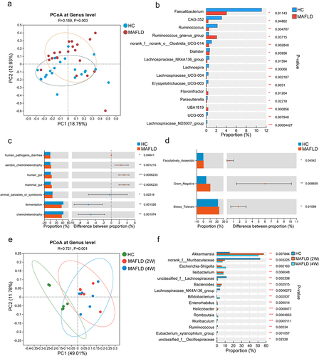 Figure 1. The composition and function of the gut microbiota were altered in both MAFLD patients and mice. (a) PCoA comparing microbial beta diversity between healthy controls (HC, n = 21) and patients with MAFLD (n = 21). (b) Bar plot showing the relative abundances of the top 15 differential genera in human patients. (c-d) Functional prediction analysis plots based on FAPROTAX and BugBase. (e) PCoA of microbial beta diversity in healthy (HC), MAFLD-2W, and MAFLD-4W mice. (f) Bar plot showing the relative abundances of the top 15 differential genera in mice. n = 6 mice per group. MAFLD, metabolic-associated fatty liver disease; PCoA, principal coordinate analysis. *p < 0.05; **p < 0.01; ***p < 0.001.