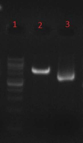 Figure 3. Phenol–chloroform extraction, Line1: 1Kb DNA Ladder, line 2: linearized recombinant plasmid by SacI, line 3: undigested recombinant plasmid.