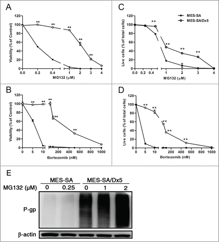 Figure 1. Multidrug-resistant MES-SA/Dx5 cancer cells is more resistant to proteasome inhibitors MG132- and bortezomib-induced cytotoxicity. Cells were incubated with the indicated concentration of (A, C) MG132 or (B, D) bortezomib for 60 h. At the end of the drug treatment, cells were harvested to measure viability using (A, B) the MTT assay, and (C, D) the live/dead viability assay. (E) Expression of ABCB1 of both cell lines after MG132 treatment at the indicated drug concentrations incubated for 60 h. ABCB1 was identified by Western blot analysis. The surviving fractions are expressed as the mean ± SD from 3 independent experiments. **P < 0 .05 indicates the differences between the MG132- or bortezomib-treated cells and relative to the respective untreated controls.