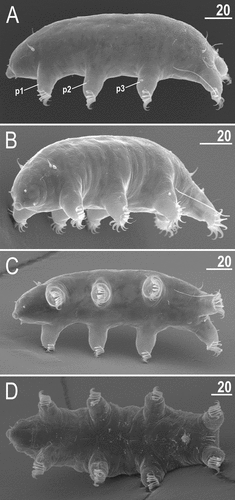 Figure 21. Habitus of Echiniscoides hispaniensis Kristensen & Hallas, Citation1980 stat. nov. (SEM): A. female in lateral view, B. female in anterolateral view, C. male in ventral view, D. female in ventral view. Scale bars in μm.