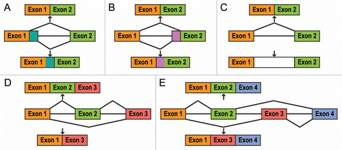 Figure 1 Alternative pre-mRNA splicing. (A) alternative use of 5′ splice sites; (B) alternative use of 3′ splice sites; (C) intron retention; (D) alternative use of a cassette exon; (E) alternative use of two mutually exclusive exons. For explanations, see text.