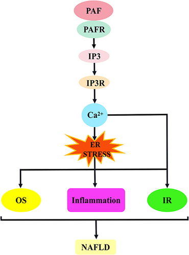 Figure 4 PAF activates inositol triphosphate to promote the mechanism of NAFLD development. The binding of PAF to PAFR induces IP3 production, and IP3 binding to the IP3R promotes Ca2+ release, damages mitochondria and induces IR. Moreover, Ca2+ overload may induce ER stress. ER stress is associated with the development of oxidative stress, inflammatory responses and insulin resistance, which contribute to NAFLD development.
