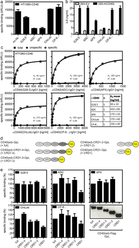 Figure 1. Characterization of anti-CD40 antibodies. (a) HT1080-CD40 cells were preincubated with 5 μg/ml of the indicated anti-CD40 antibodies or remained untreated (no ab) and then binding of GpL-TNC-CD40L (100 ng/ml) was determined. (b) U2OS cells were treated with 10 µg/ml of the indicated antibodies along with HEK293 transfectants expressing memCD40L or empty vector. Next day, CD40-induced IL8 production was evaluated by ELISA. (c) Specific binding of anti-CD40-IgG1-GpL fusion proteins to HT1080-CD40 transfectants. Diagrams show results from one of five binding experiments for each protein and the table lists the averaged KD-values derived of five independent experiments. (d) Domain architecture of CD40-GpL and CD40-GpL deletion mutants used in E. (e) Protein G-coated ELISA plates were loaded with anti-CD40 antibodies. Protein G/anti-CD40 antibody complexes were finally incubated with C-terminal deletion mutants of the CD40 ectodomain harboring a C-terminal Gaussia princeps luciferase (GpL) reporter domain (see western blot, lower panel, left) or TNFR2(ed)-GpL as negative control. Specific binding of the CD40 deletion mutant molecules were finally obtained by the subtraction of the unspecific TNFR2(ed)-GpL binding values from the total binding values of the various CD40-GpL fusion proteins.