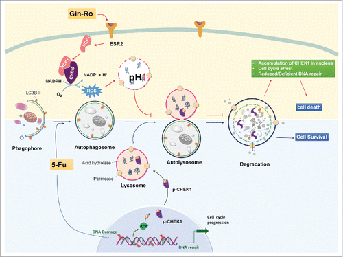 Figure 10. Schematic illustration of Ro inhibiting autophagic flux and sensitizing chemoresistant esophageal cancer cells to 5-Fu-induced cell death. Upon 5-Fu treatment, autophagy is activated to serve as a prosurvival function partly through the selective degradation of CHEK1 to assure timely release of cell cycle arrest after DNA repair. When the fusion process of autophagosome and lysosome is blocked by Ro via the ESR2-NCF1-ROS pathway, high level of CHEK1 persists, leading to accumulation of DNA damage and aberrant cell cycle arrest at G2/M phase. Genes important for DNA replication are also downregulated by Ro. As a consequence, 5-Fu-mediated cell death is enhanced by Ro in a apoptosis-independent and autophagy-associated manner.
