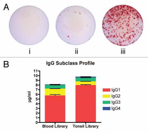 Figure 2 (A) Representative EliSpots displaying IgG secretion. (i) Freshly isolated naïve B cells from human tonsil [mean = 0.33 cells (0.0% positive)]. (ii) Total mononuclear cell population [mean = 17 cells (0.23% positive)]. (iii) B-cell population after undergoing Immunologix platform technology [mean = 438 cells (14.6% positive)]. All samples plated at 3 × 103 cells/well and done in triplicates. (B) Profile of IgG subclasses expressed by B-cell libraries. Duplicate experiment with two libraries.