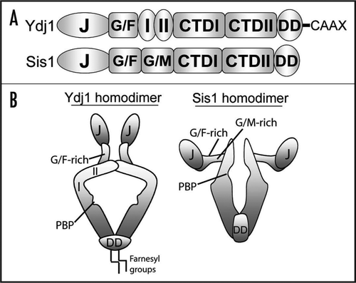 Figure 1 Domain structures of the Type I Hsp40 Ydj1 and Type II Hsp40 Sis1 (A). Both Hsp40s possess N-terminal J-domains and adjacent G/F-rich regions. Ydj1 also contains a zinc finger-like region with two zinc-binding domains (denoted as I and II). Sis1 contains a G/M-rich region in addition to the G/F-rich region. C-terminal domains (CTD) in these Hsp40s share limited homology although both possess hydrophobic polypeptide-binding pockets (PBP) and dimerization domains (DD). Furthermore, Ydj1 is farnesylated at a C-terminal CaaX motif. (B) Quaternary structures of Ydj1 and Sis1 homodimers (for details see ref. Citation42). The polypeptide-binding pockets of each Hsp40 are noted by a small grove in the C-terminus. While the J-domains are highly conserved between Ydj1 and Sis1, the orientations of these domains with respect to the polypeptide-binding pocket are very different.