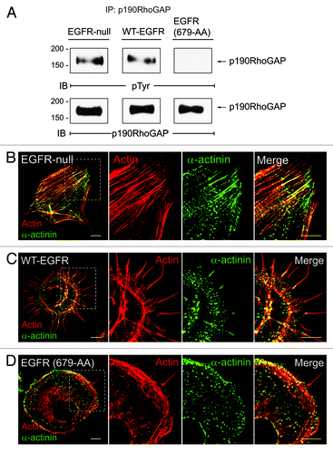 Figure 1. (A) EGFR modulates FN-dependent phosphorylation of p190RhoGAP. FN-dependent adhesion assays were performed as previously described.Citation5 Briefly, cells were adhered to FN for 1 h and p190RhoGAP immune complexes were analyzed by SDS-PAGE followed by immunoblotting with phosphotyrosine or p190RhoGAP antibodies. p190RhoGAP undergoes tyrosine phosphorylation in EGFR-null fibroblasts (left), and cells reconstituted with wild-type EGFR (middle), but not in cells expressing EGFR (679-AA) (right). (B–D) EGFR modulates ?-actin in distribution. Confocal projections of EGFR-null cells (B) and cells with WT-EGFR (C) or EGFR (679-AA) (D) adhered to FN for 20 min co-stained with phalloidan to visualize actin (red) and α-actinin antibody (green). Magnified images of individual and merged channels for boxed areas are shown to right. Scale bars, 10 μM.