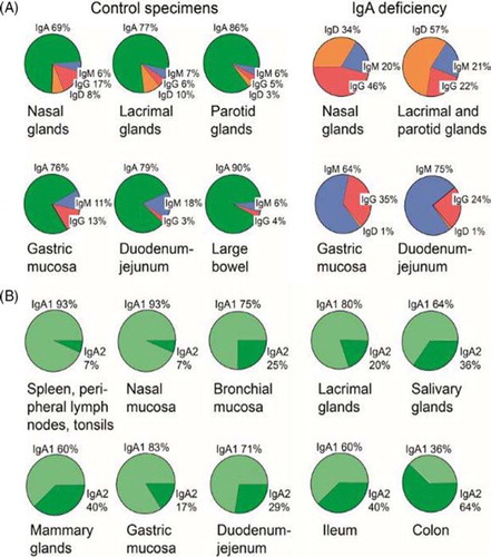 Fig. 10 Relative production of Ig classes and IgA subclasses at human secretory effector sites. (A) Average percentage distribution of plasmablasts and plasma cells producing different Ig classes in various human secretory tissues from healthy controls and subjects with selective IgA deficiency. Based on published data of the author's laboratory. (B) Average percentage subclass distribution of IgA-producing plasmablasts and plasma cells in human lymphoid and normal secretory tissues. Based on published data from the author's laboratory except data for bronchial mucosa. Adapted from Brandtzaeg and Johansen (Citation34).