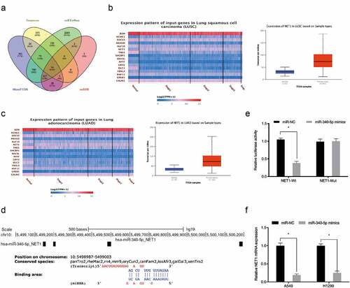 Figure 4. MiR-340-5p targeted NET1. (a) Venn diagrams showing potential miR-340-5p targets. (b, c) Potential target genes expression in the TCGA database. (d) NET1 binding sites in miR-340-5p. (e) Dual-luciferase assays verified the targeting relationship between miR-340-5p and NET1. (f) Overexpressed miR-340-5p reduced NET1 mRNA levels. *P < 0.05