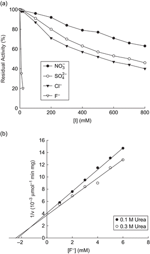 Figure 4.  Inhibition of soybean urease with sodium salts of mineral acids. (a) Effect of salts on the activity of soybean urease. Enzyme (0.87 µg/mL) was assayed in the presence of varying concentrations of respective inhibitors. (b) Dixon plot for the inhibition of soybean urease by F− ion. Enzyme (0.87 µg/mL) was assayed in the presence of varying concentrations of F− ion and with 0.1 M or 0.3 M urea as described in “Materials and methods.” Each experimental point represents the mean of three determinations.