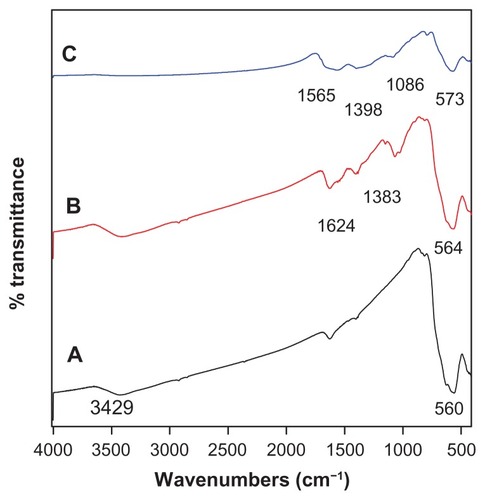 Figure 2 Fourier transform infrared spectra of (A) iron oxide nanoparticles, (B) iron oxide nanoparticles coated with chitosan, and (C) iron oxide nanoparticles coated with chitosan and gallic acid.