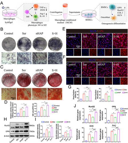 Figure 5 The influence of macrophage polarization on osteogenesis in BMSCs. (A) The illustration of experiment design. (B) ALP staining of BMSCs after induced using MCM for 7 days. (C) ARS staining of BMSCs after induced using MCM for 21 days. (D) Quantitative analysis of ALP activity (left) and ARS staining (right). The IF staining of (E) OPN and (F) RunX2 for BMSCs after induced using MCM for 7 days. Nuclei, blue; RunX2 and OPN, red. (G) Quantitative analysis of IF for OPN (left) and RunX2 (right). (H) WB detected Runx2 and OPN proteins in BMSCs after induced using MCM for 7 days. (I) Quantitative analysis of WB for OPN (left) and RunX2 (right). (J) RT-qPCR results of the gene expression related to osteogenesis (RunX2, OPN, OCN, and COLI) of BMSCs treated with different MCM for 7 days. (*p<0.05, **<p<0.01, ***p<0.001).