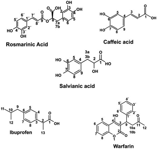 Scheme 1. Structures of the studied compounds: rosmarinic acid, caffeic acid, salvianic acid, ibuprofen and warfarin.