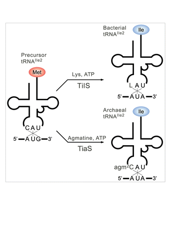 Figure 2. A single modification changes both codon and amino acid specificities of tRNAIle2. Precursor tRNAIle2 with CAU anticodon behaves like tRNAMet, since it accepts Met and decodes AUG codons. In bacteria, C34 is modified to L34 by TilS using Lys and ATP as substrates. tRNAIle2 with LAU anticodon accepts Ile and decodes AUA codons. In archaea, C34 is modified to agm2C34 by TiaS, using agmatine and ATP as substrates. tRNAIle2 with agm2CAU anticodon accepts Ile and decodes AUA codons.